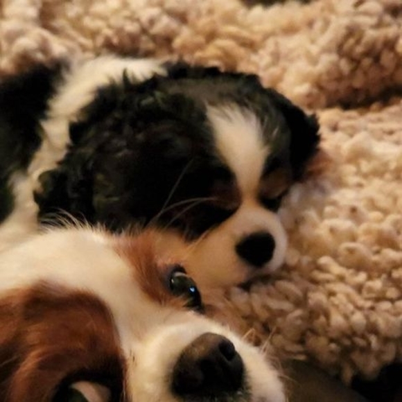 Meet your Posher, Elizabeth - Picture 1 of 1